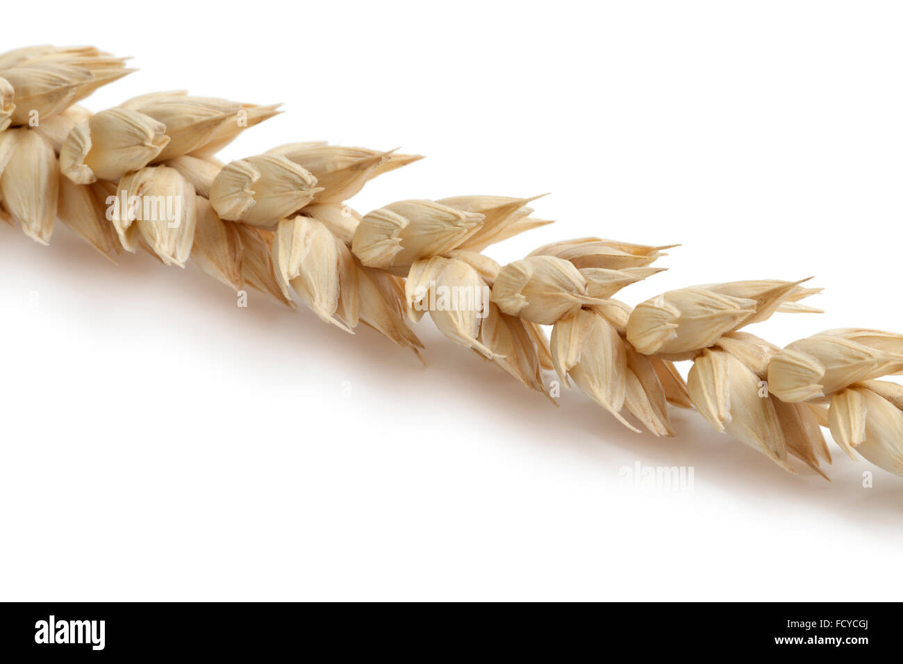 Orecchio di grano essiccato close up su sfondo bianco Foto Stock