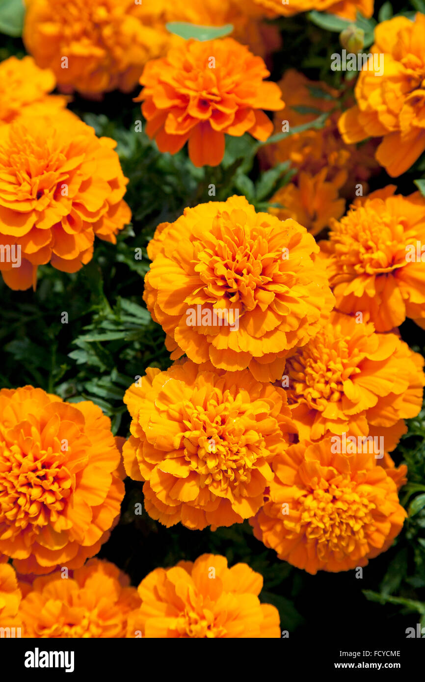 Succo di arancia tagetes frame completo Foto Stock