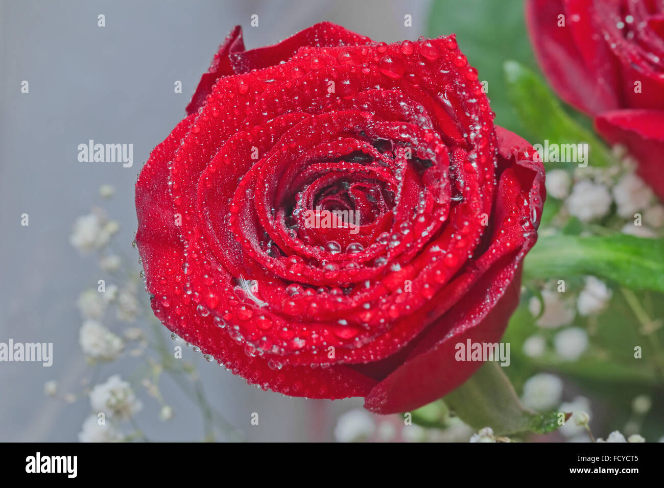 Blooming bella rosa rossa con gocce d'acqua Foto Stock
