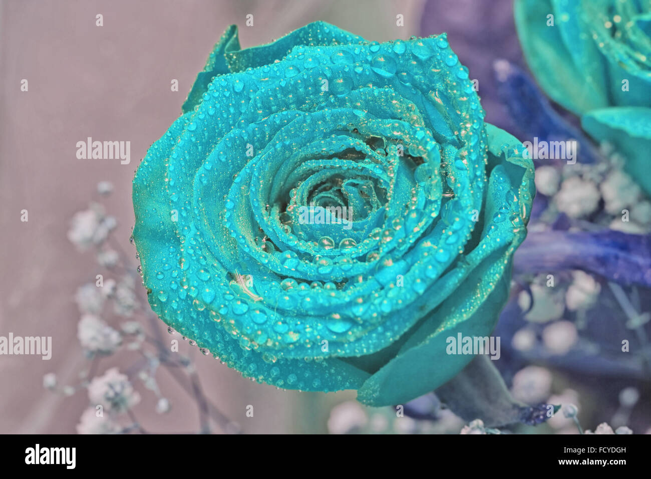 Big Blue rose per il presente e per il fantastico evenrs Foto Stock