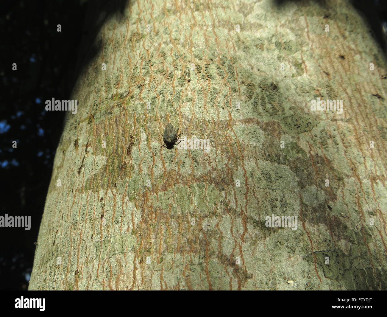 Comune (froghopper Philaenus spumarius) sul tronco di maple (Acer saccharum) nella luce solare pezzata Foto Stock
