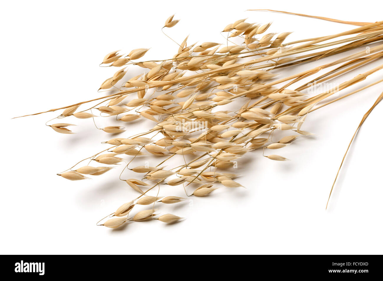 Secchi orecchie di avena e semi su sfondo bianco Foto Stock