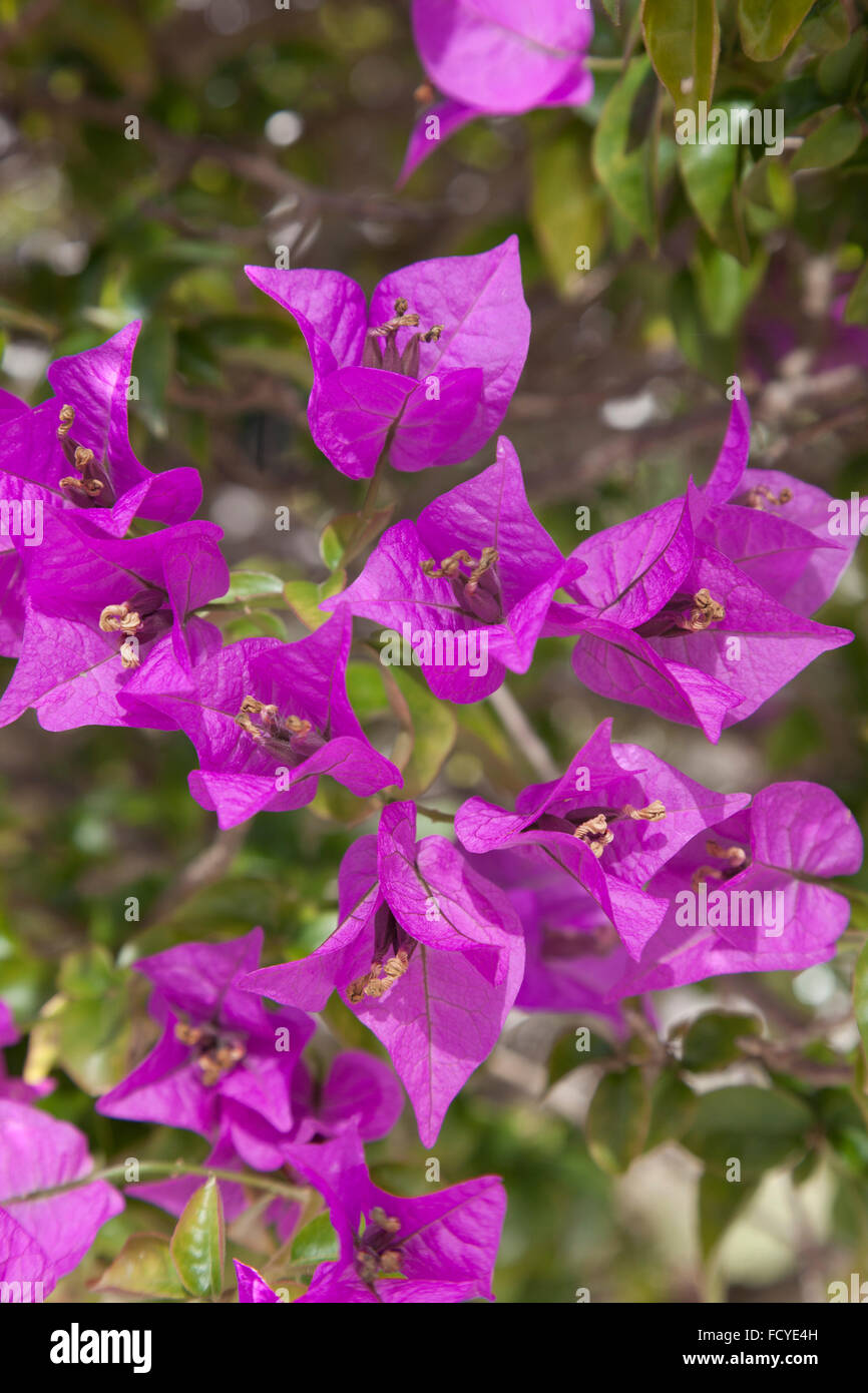 Viola bouganville in giardino Foto Stock