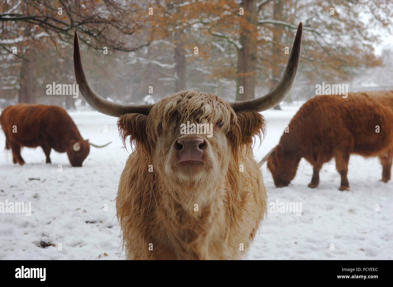 Highland mucca in Scozia Foto Stock