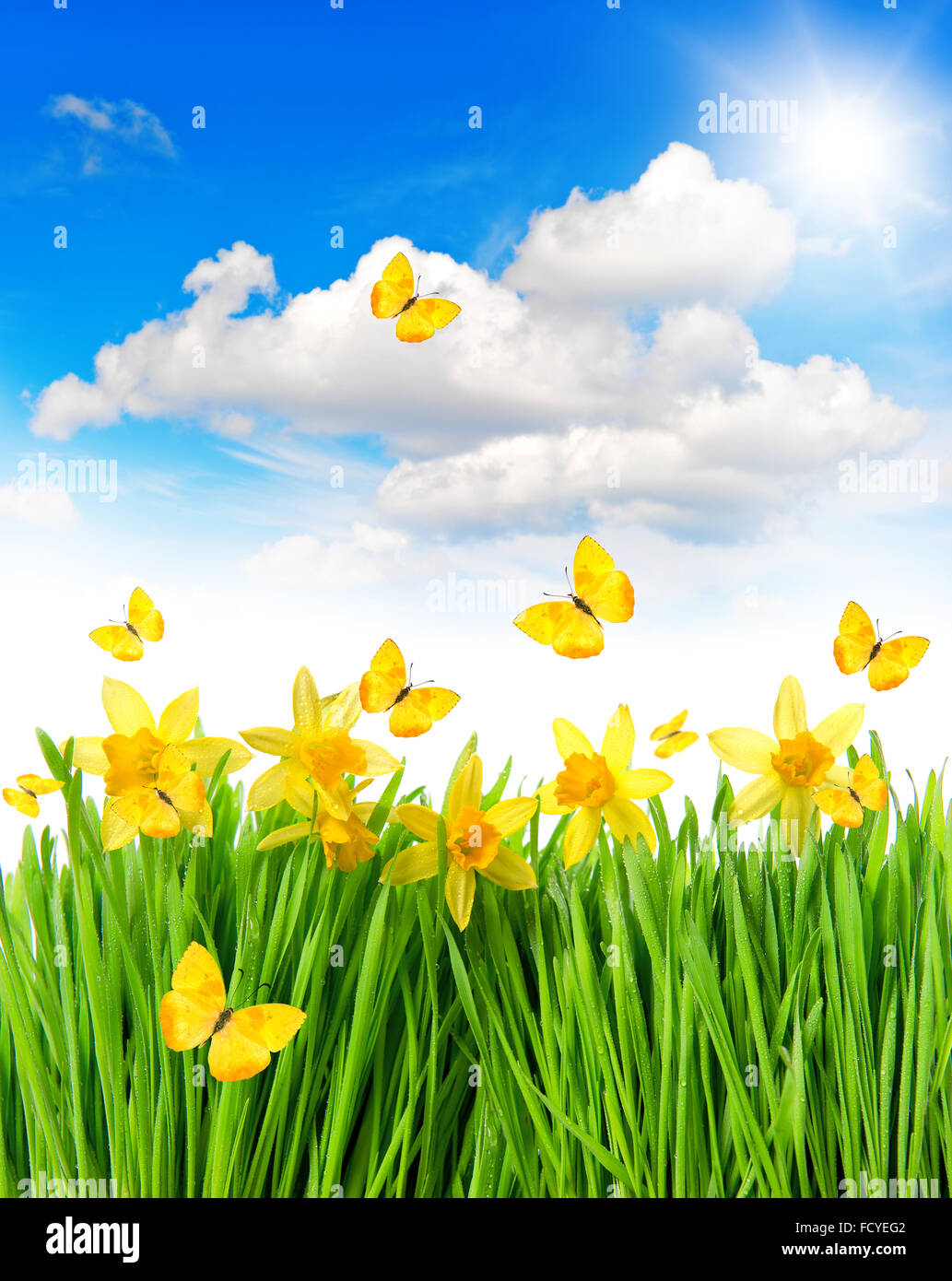 Giunchiglie pasqua fiori in erba verde. La molla del paesaggio con farfalle di sole e cielo blu Foto Stock