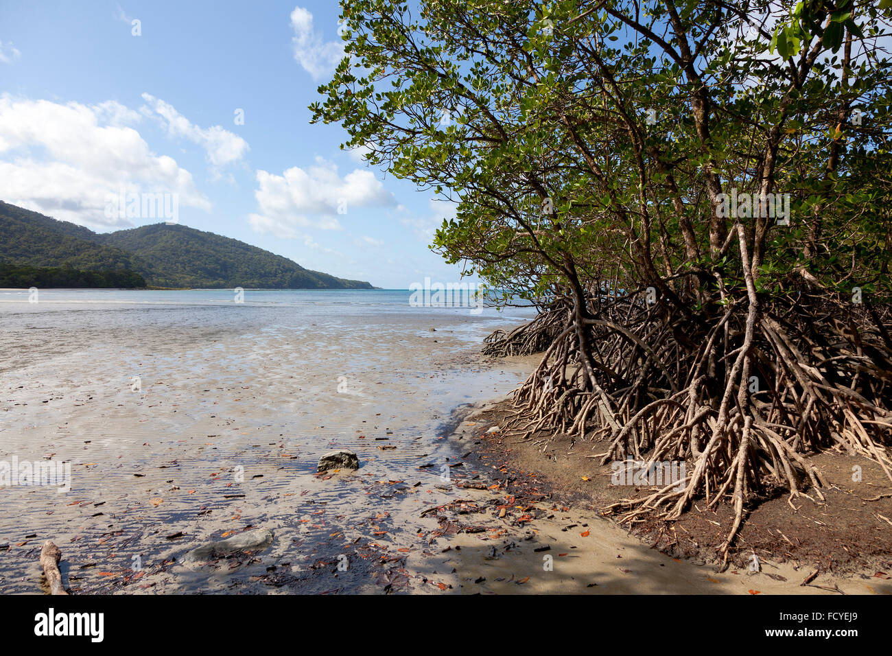 Alberi di mangrovie sulla spiaggia di Cape Tribulation, Queensland, Australia Foto Stock