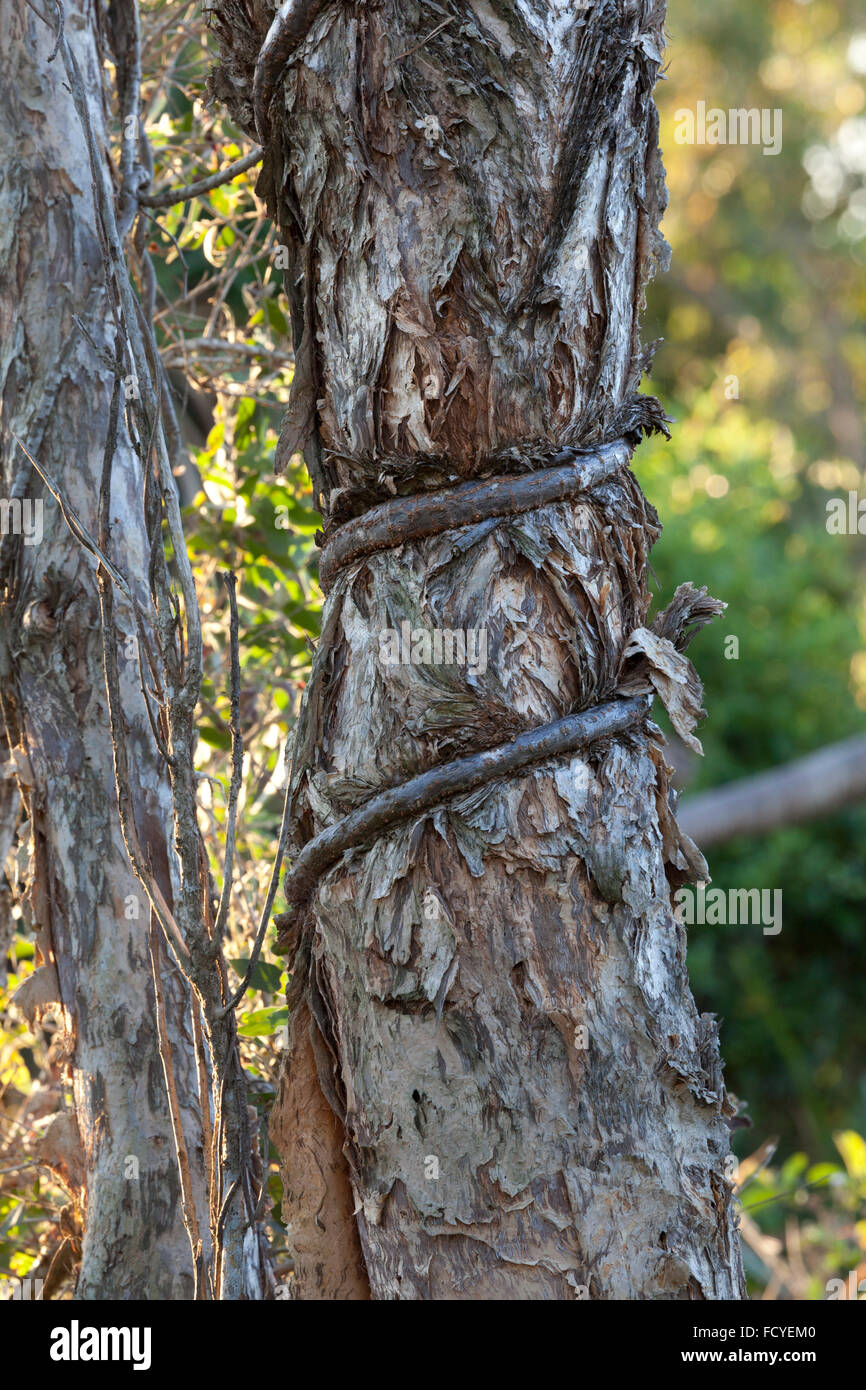 Albero strangolato da radici nella foresta Foto Stock