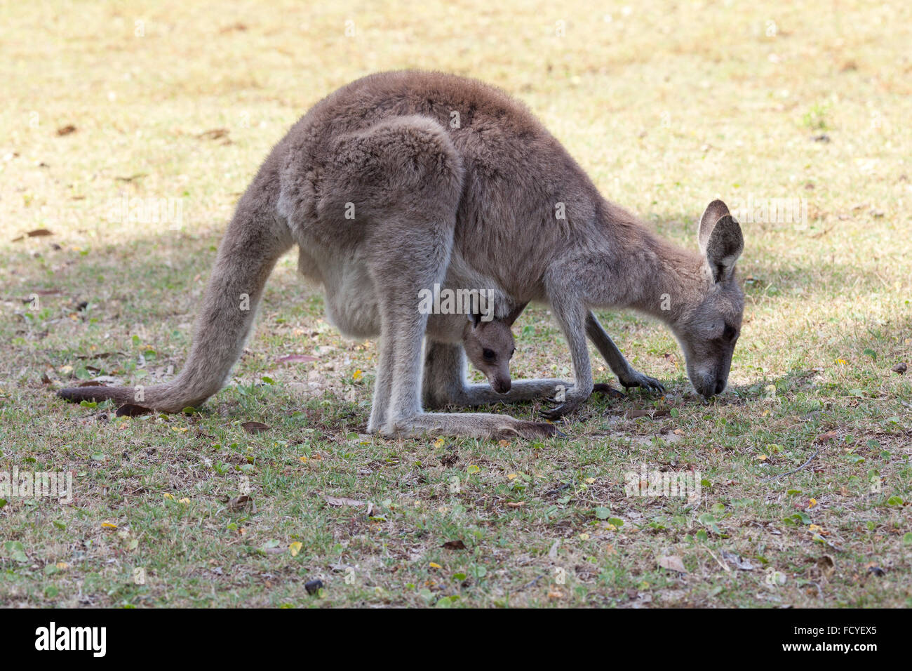 Canguro rosso madre e joey mangiare insieme in Australia nel Queensland, Australia Foto Stock
