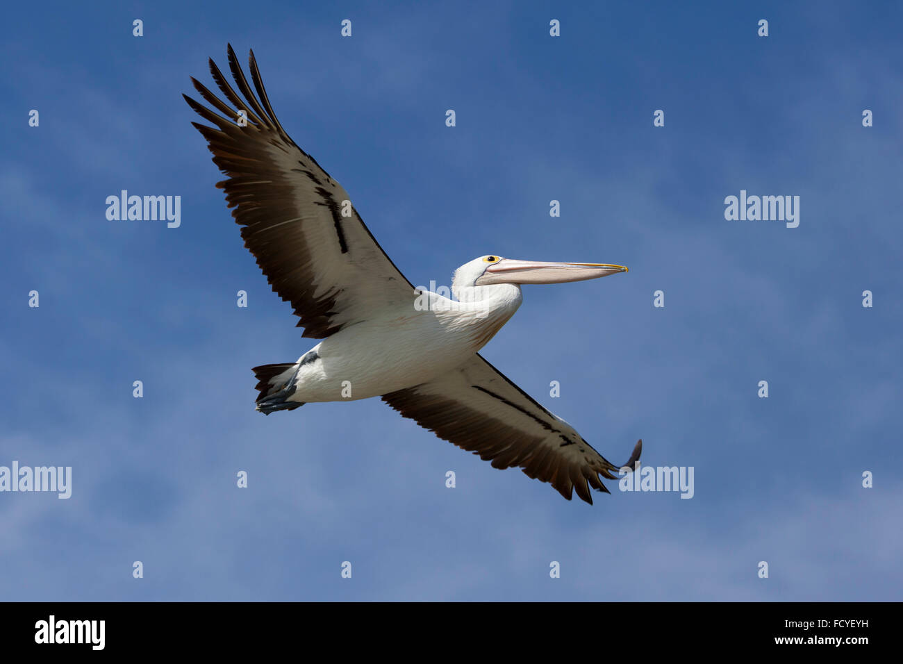 Pellicano volatore nel cielo blu, victoria, Australia Foto Stock