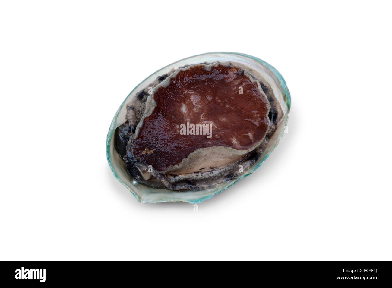 Crudo fresco abalone su sfondo bianco Foto Stock
