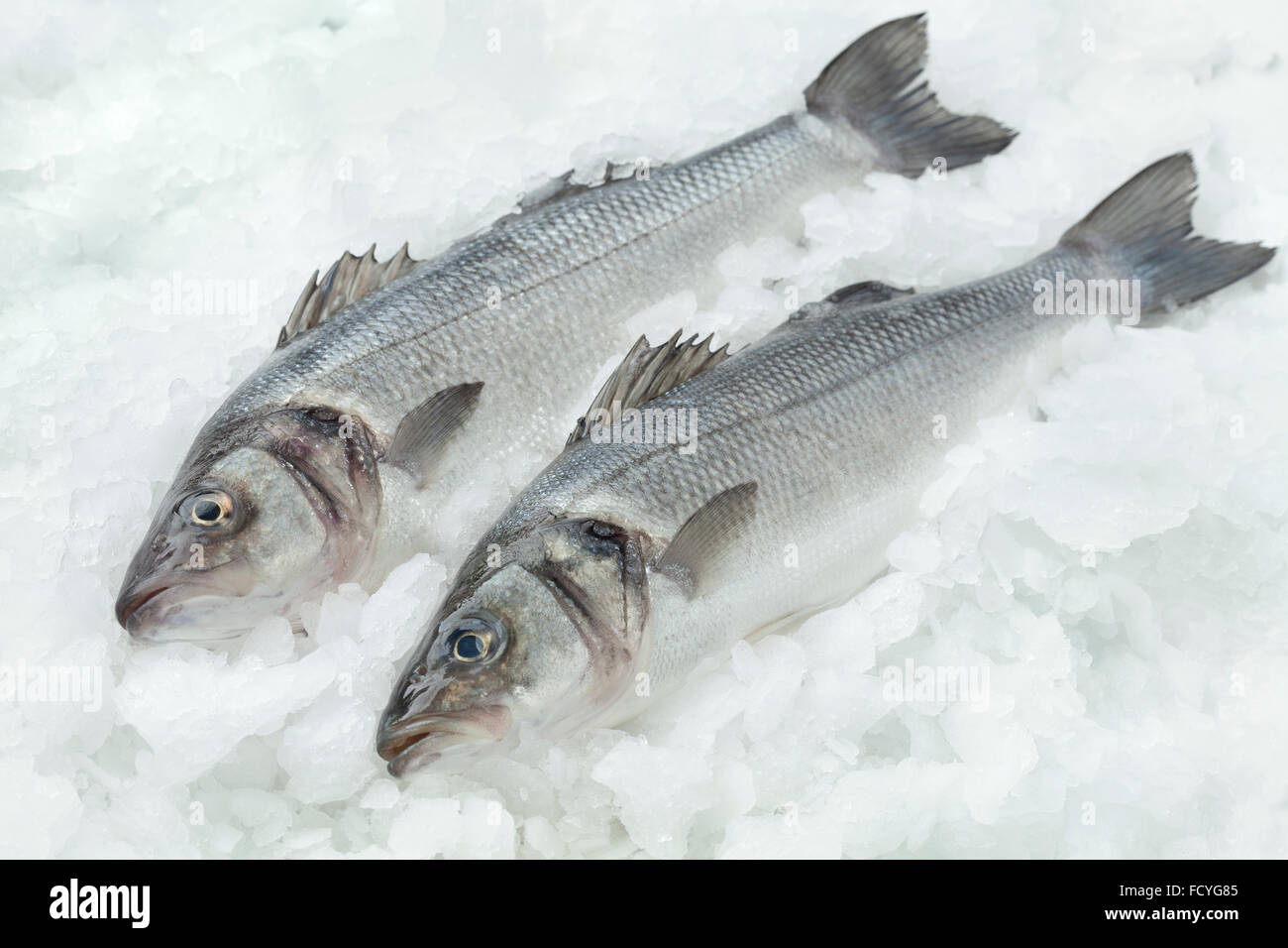Spigola europea immagini e fotografie stock ad alta risoluzione - Alamy