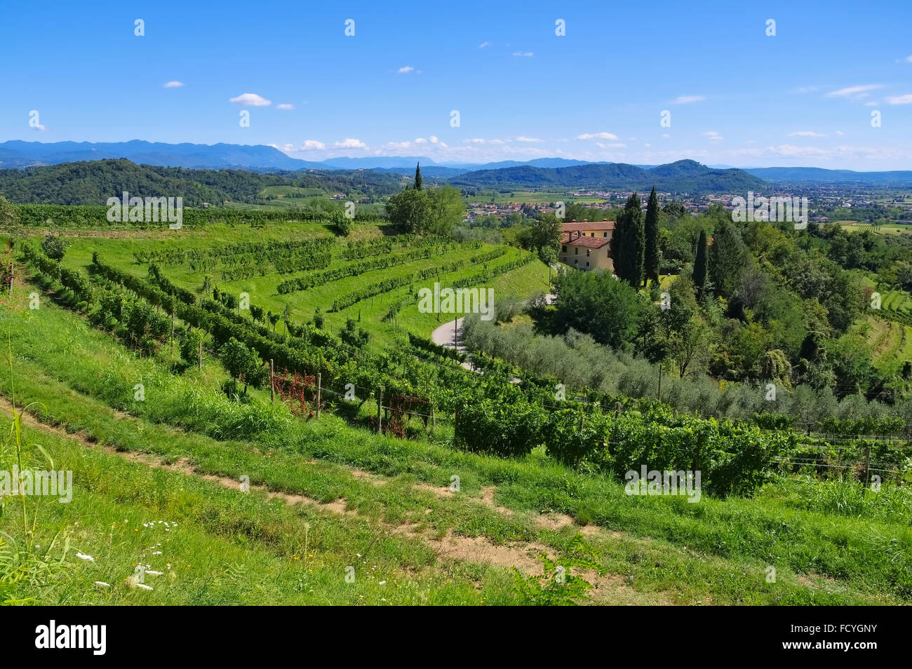 Friuli Weinberge in Norditalien - Friuli vigneti nel nord Italia Foto Stock