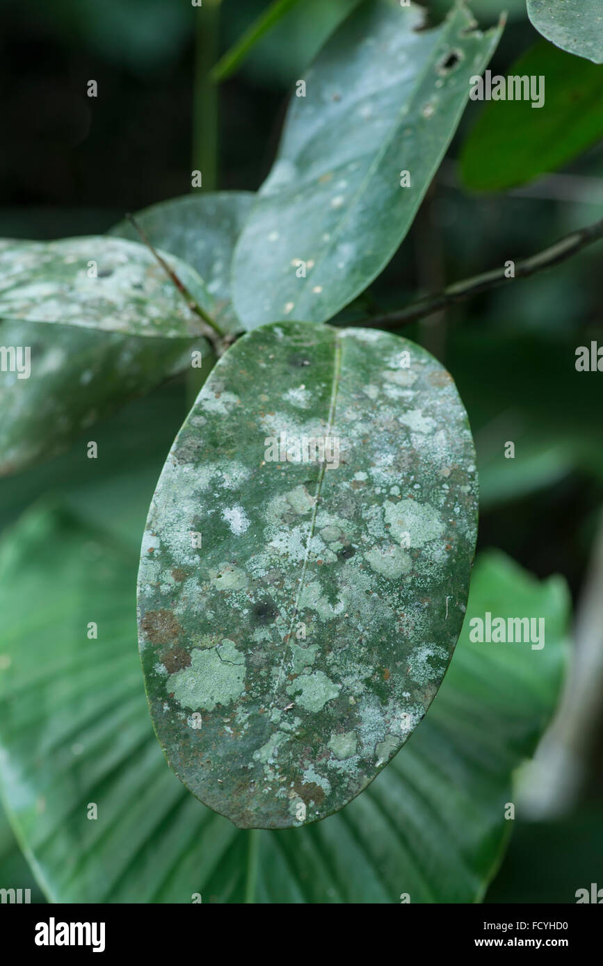 Licheni e muffe cresce su foglia. La foresta pluviale primaria, di Danum Valley, Sabah Borneo Foto Stock