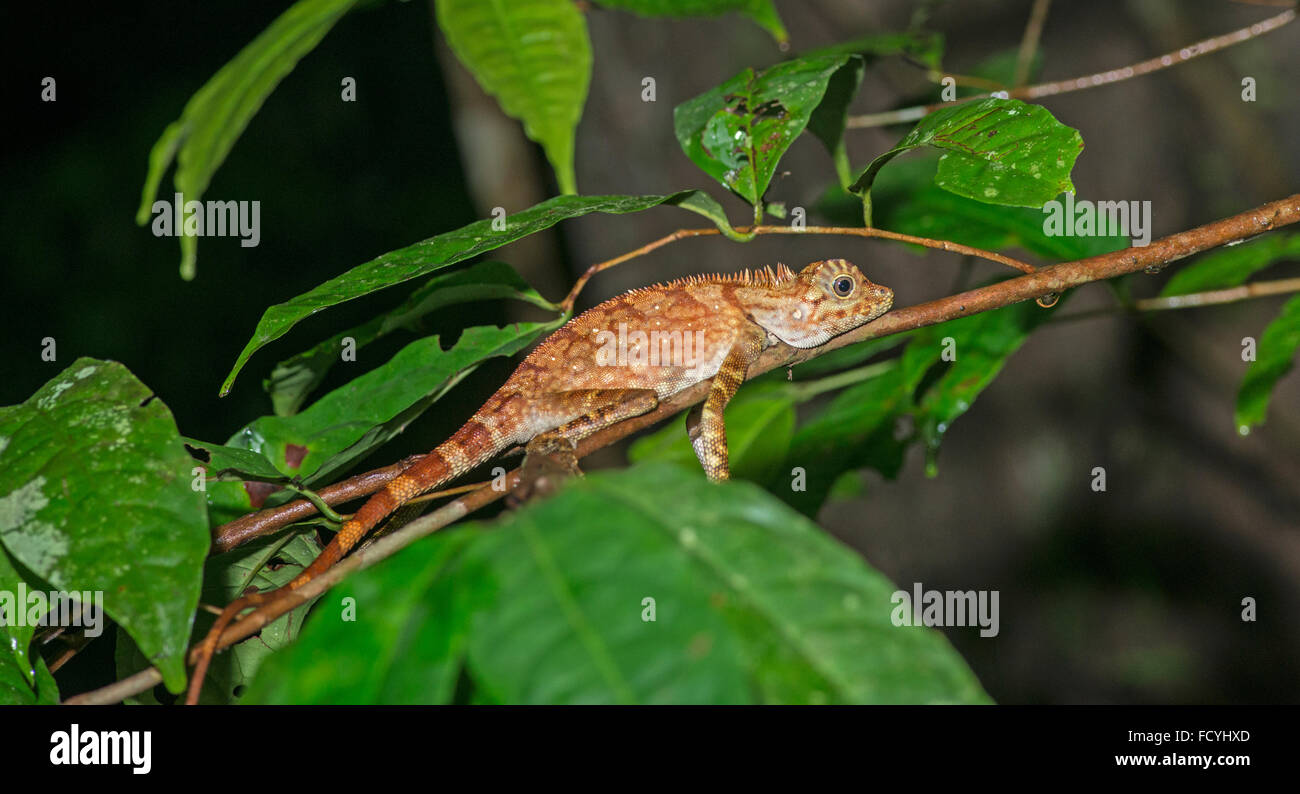 Breve Crested Forest Dragon: Gonocephalus liogaster. Danum Valley, Sabah Borneo. Foto Stock