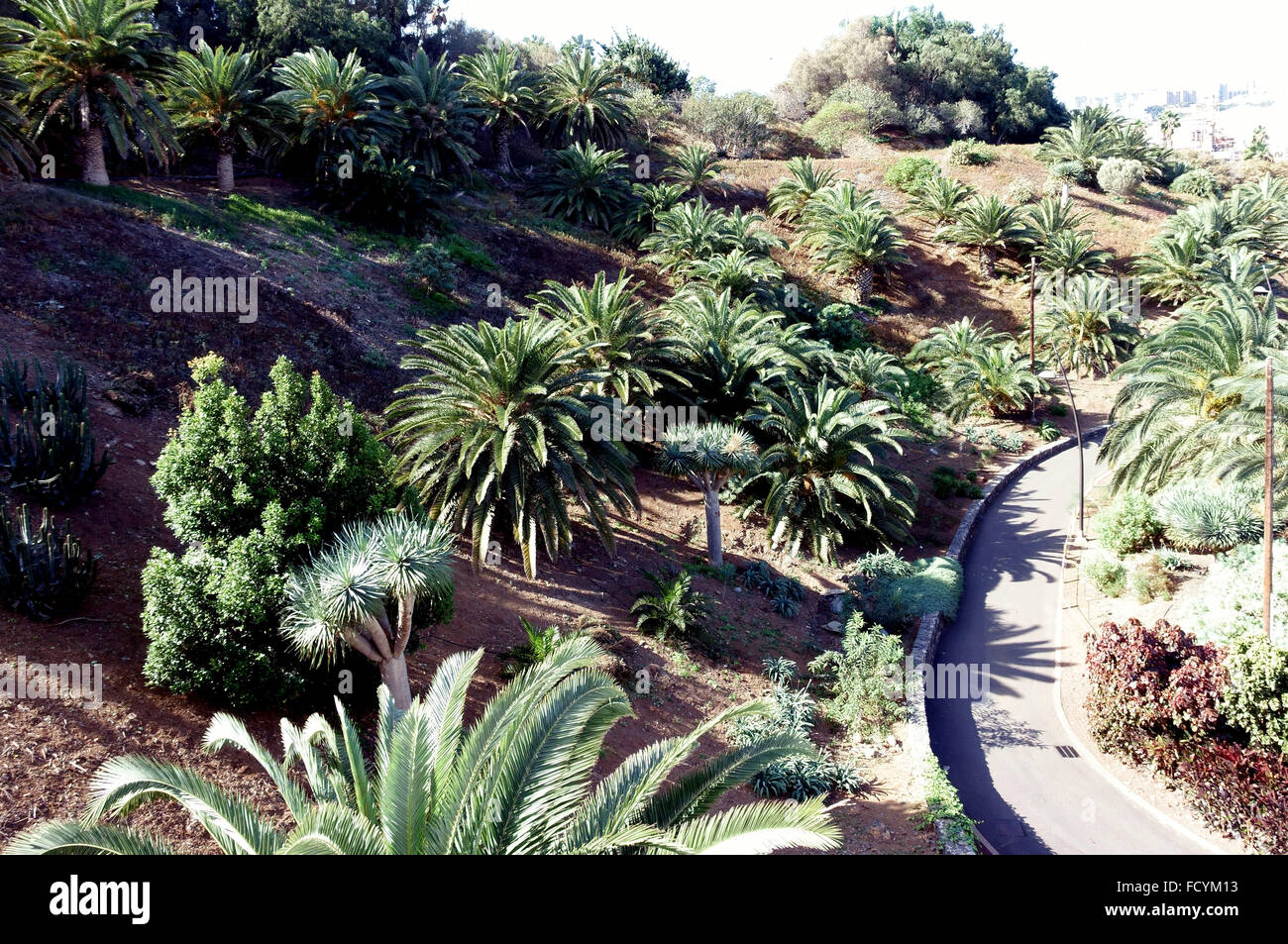 Palmeto giardini botanici a Santa Cruz de Tenerife, Isole Canarie, Spagna Foto Stock