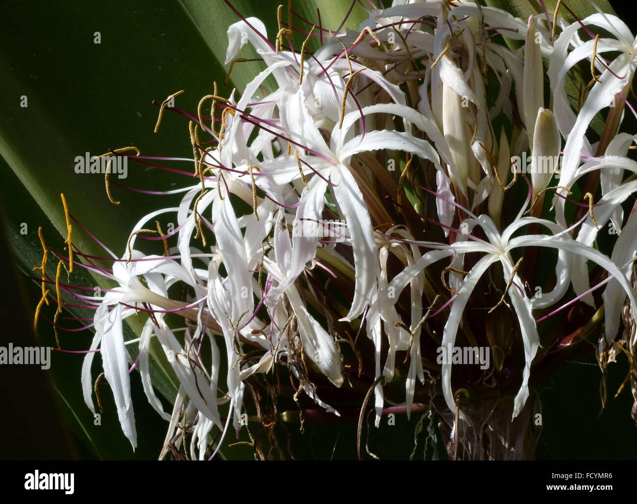 Palmeto giardini botanici a Santa Cruz de Tenerife, Isole Canarie, Spagna - fiori nella sezione melanesiano Foto Stock