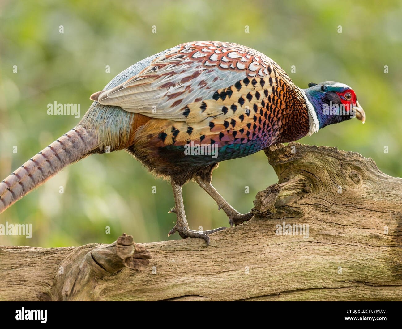 Bellissimo anello maschio colli (Fagiano Phasianus colchicus) rovistando nel bosco naturale foresta impostazione. 3/4 rivolta verso sinistra a destra Foto Stock