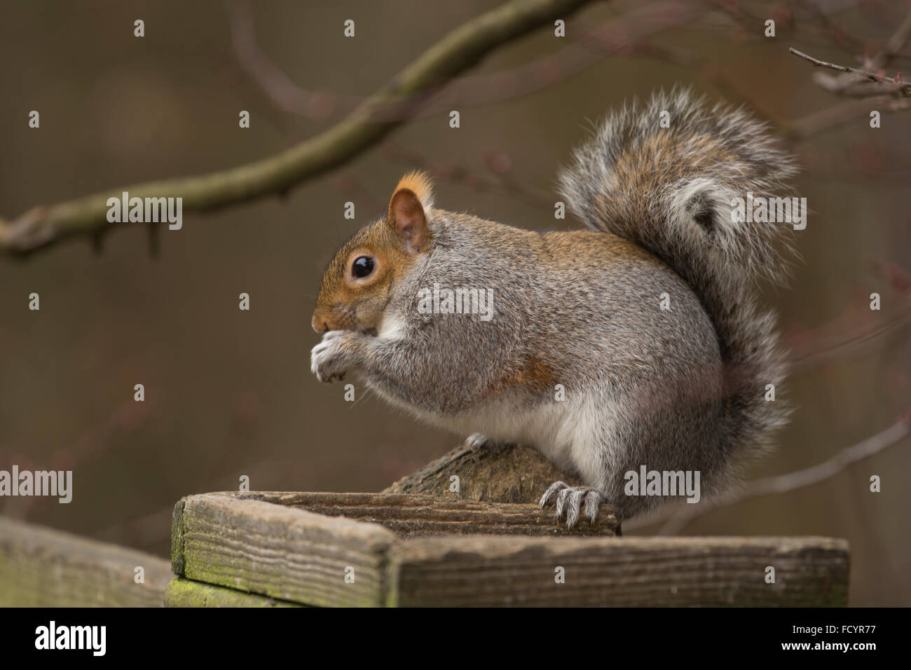 Scoiattolo grigio, Sciurus carolinensis, alimentazione da un uccello tabella, Derbyshire (Parco Nazionale di Peak District) Foto Stock