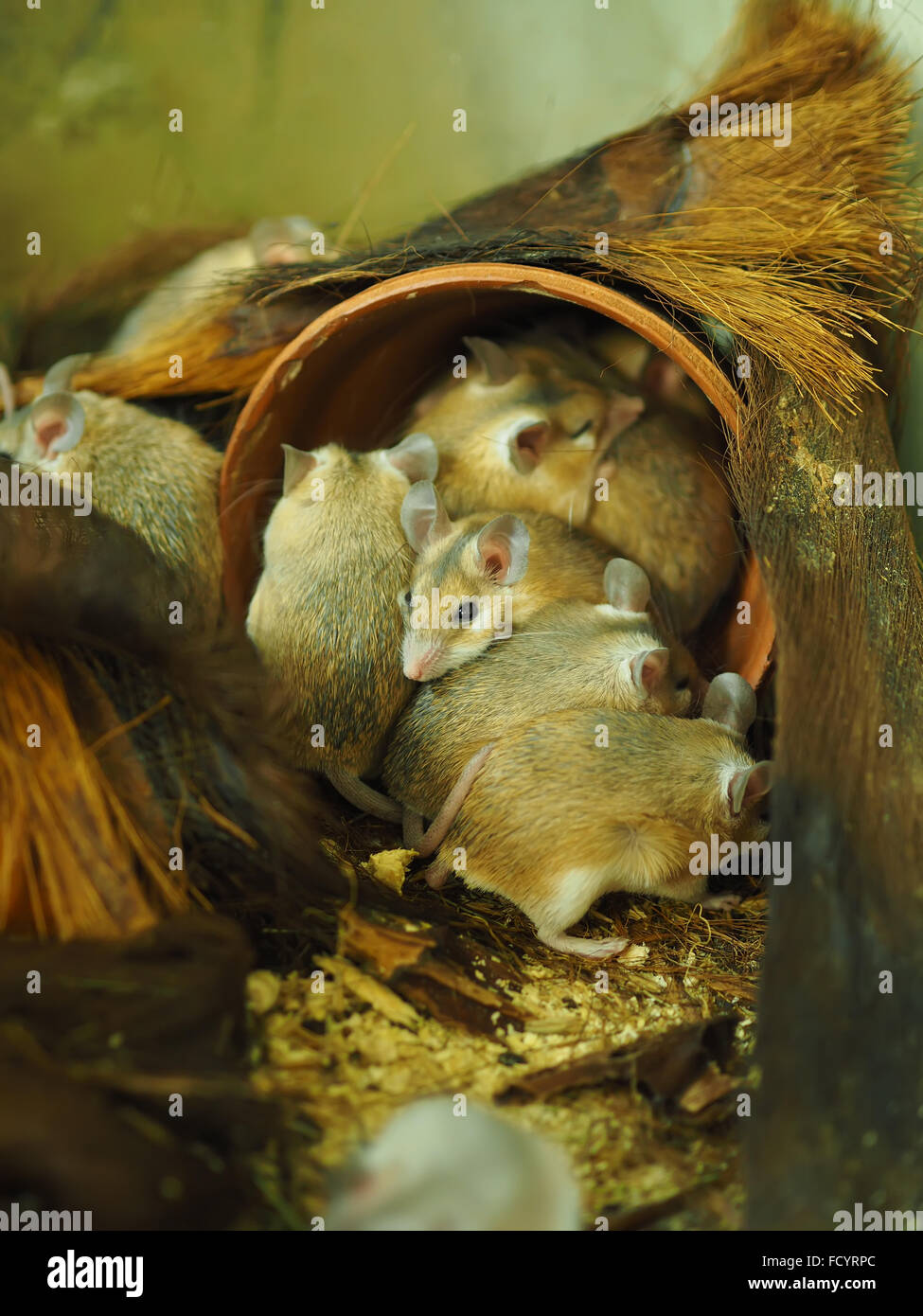 Mouse spinoso in una gabbia Foto Stock