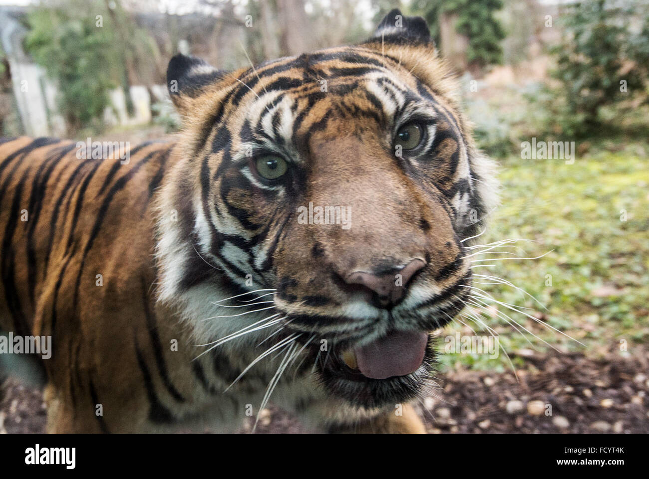 Tigre Malea passeggiate attraverso il suo involucro allo zoo di Francoforte sul Meno, Germania, 26 gennaio 2016. La tigre di Sumatra è ancora in attesa di una nuova voce maschile in seguito alla morte del suo partner Iban. Foto: BORIS ROESSLER/dpa Foto Stock