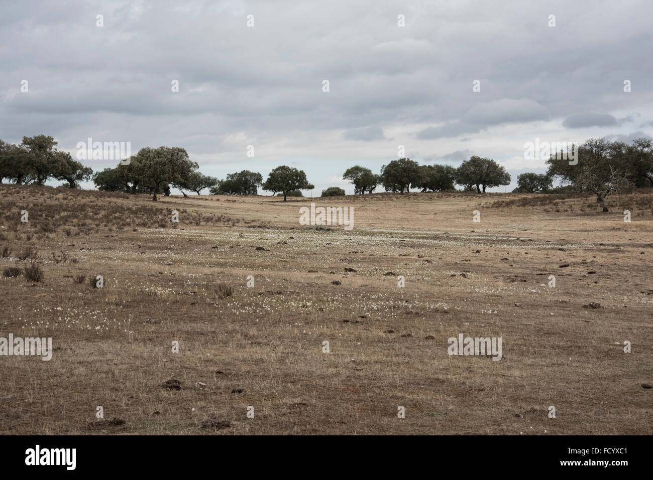 Dehesa paesaggio e flora, Safara, Portogallo. Ottobre. Foto Stock