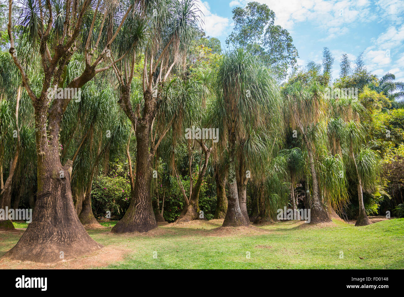 Beaucarnea recurvata - elephant il piede, coda di cavallo palm, Inhotim Giardino Botanico e il museo di arte contemporanea, Belo Horizonte Foto Stock