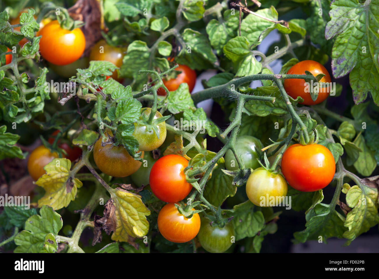 Pomodori maturazione sulla vite Foto Stock