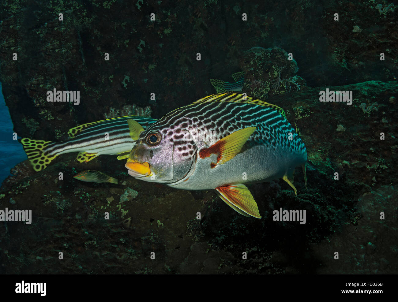 Oceano Indiano sweetlips orientali, Plectorhinchus vittatus, in Coral reef, Tulamben; Bali; Indonesia Foto Stock