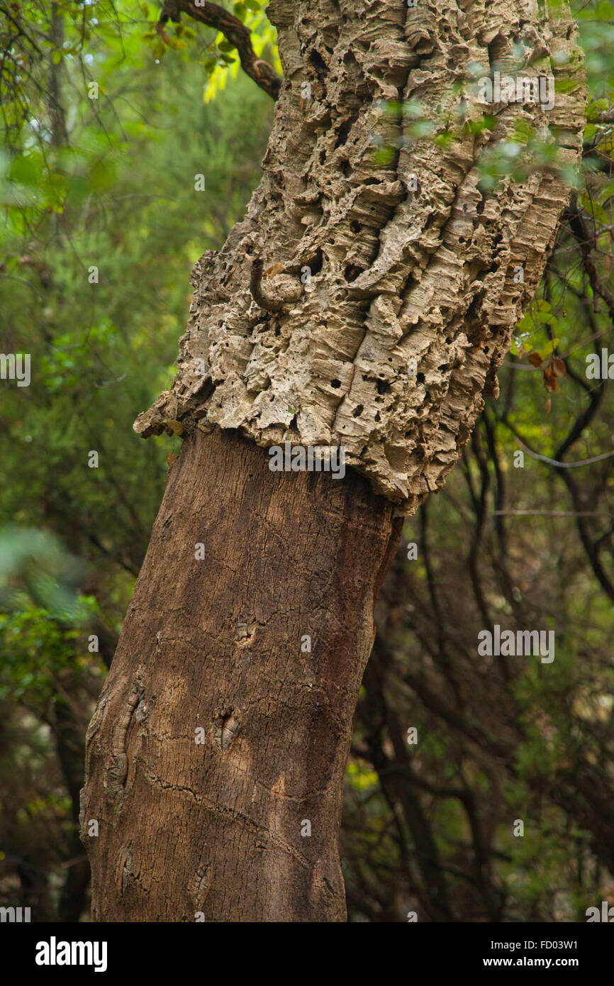 La corteccia della quercia sughero Tree Quercus suber, nel sud della Francia. Foto Stock