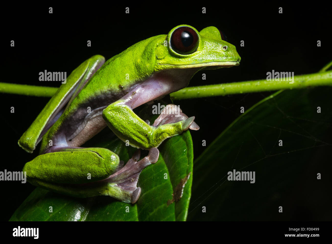 Una foglia di Flying Frog (Agalychnis spurrelli) da sud Ecuador Foto Stock