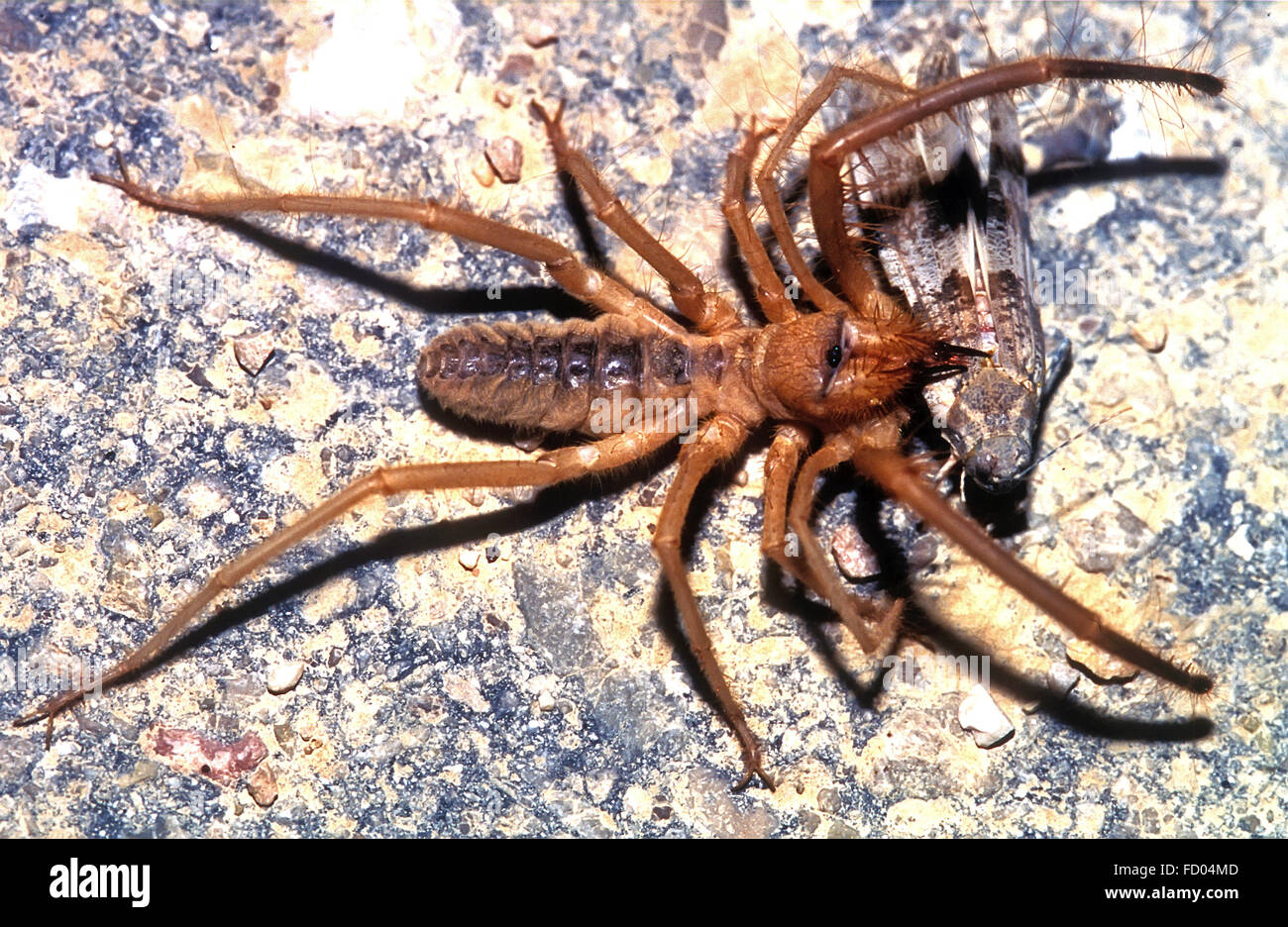 Camel spider mangiare grasshopper Foto Stock