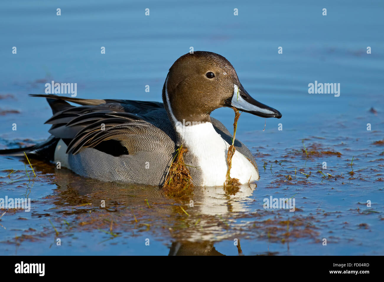 Maschio di Northern Pintail Duck Foto Stock