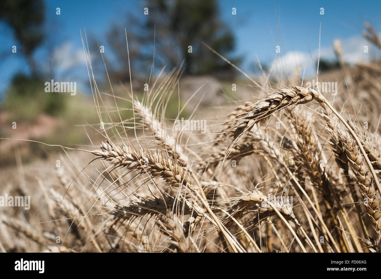 Spike di grano, la Catalogna Foto Stock