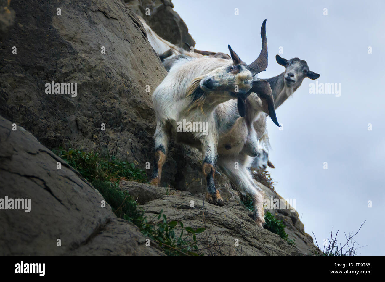 Capre al santuario Bellmunt, Catalogna, Spagna Foto Stock