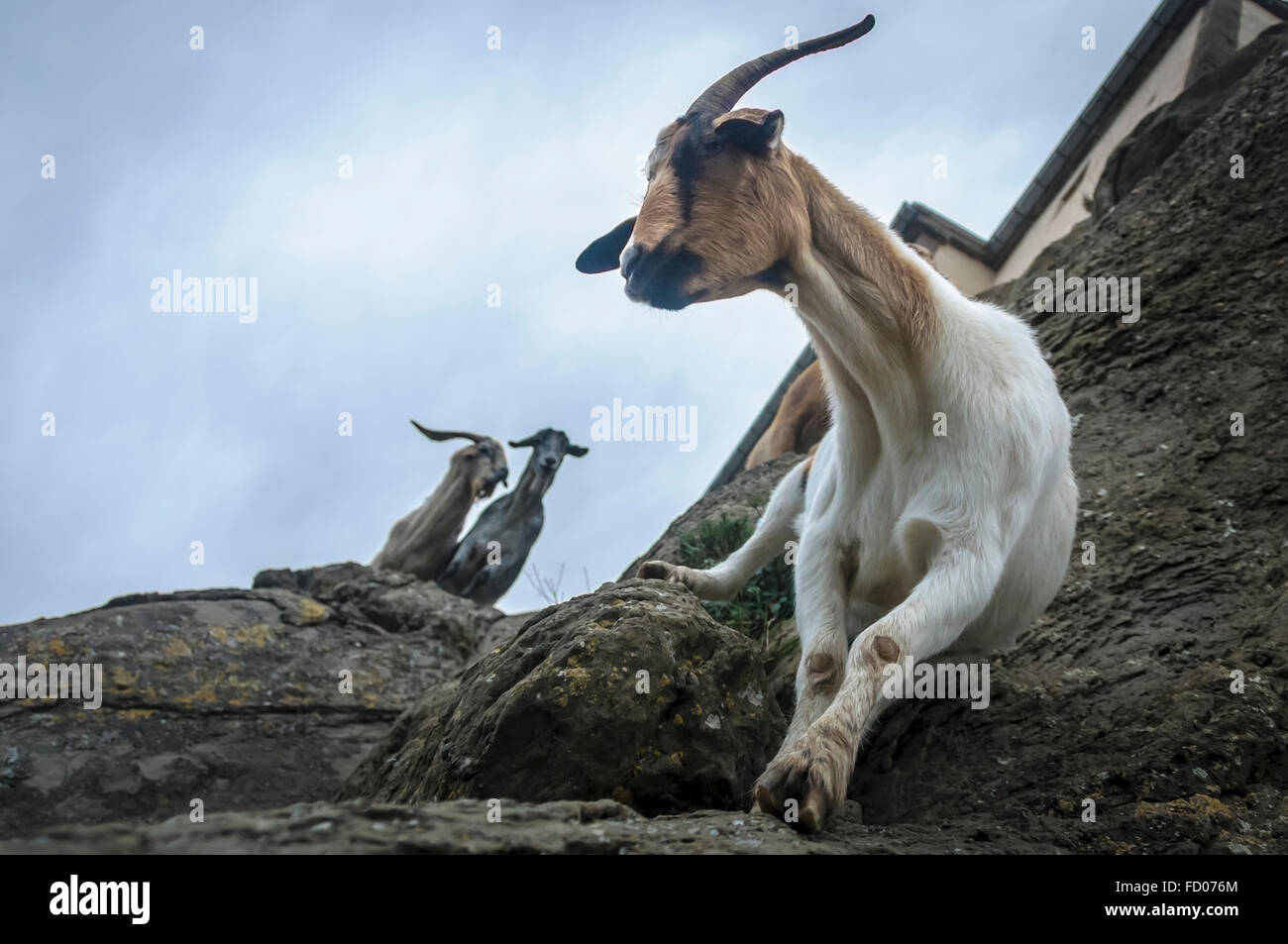 Capre al santuario Bellmunt, Catalogna, Spagna Foto Stock