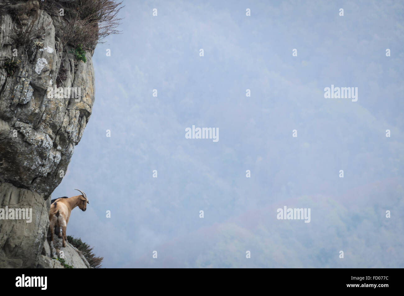 Capra Bellmunt al santuario, Catalogna, Spagna Foto Stock