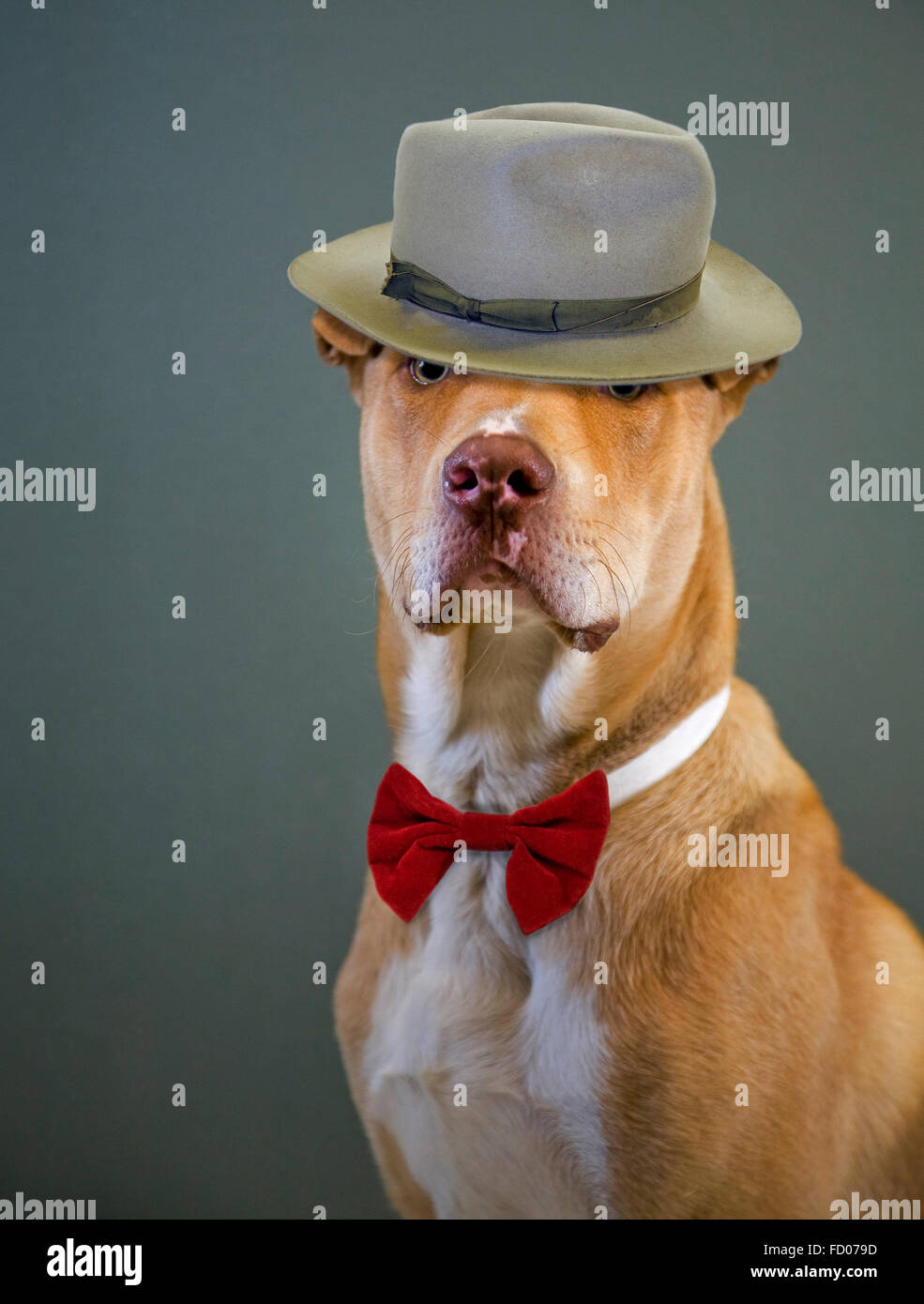 Un misto di grandi dimensioni che razza di cane che indossa un cappello e il filtro bow tie Foto Stock