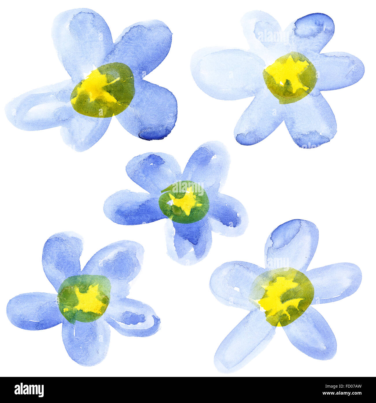 Giallo - Blu acquerello fiori isolati su sfondo bianco Foto Stock