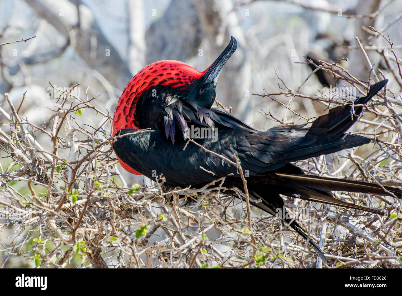 Un maschio frigatebird visualizzando la sua gola pouch per attrarre compagni. Foto Stock