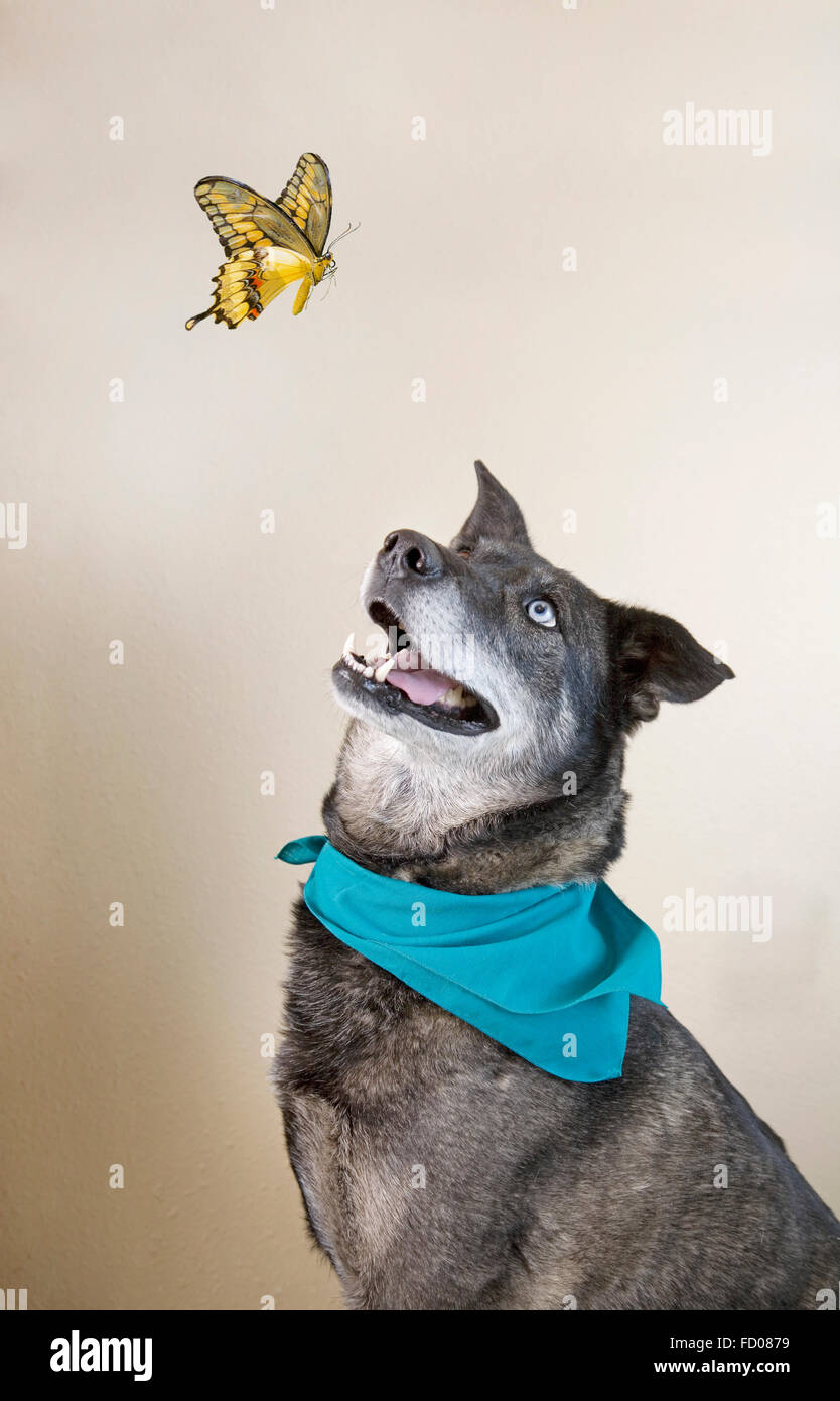 Il cane e butterfly Foto Stock