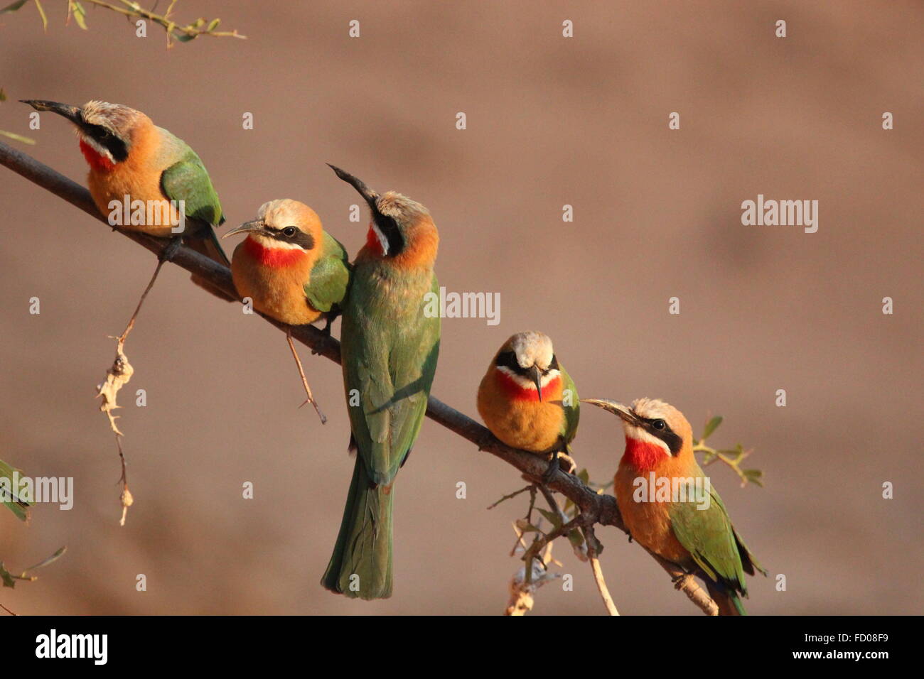 Cinque piccoli uccelli africani appollaiato su un ramoscello, Limpopo Sud Africa Foto Stock