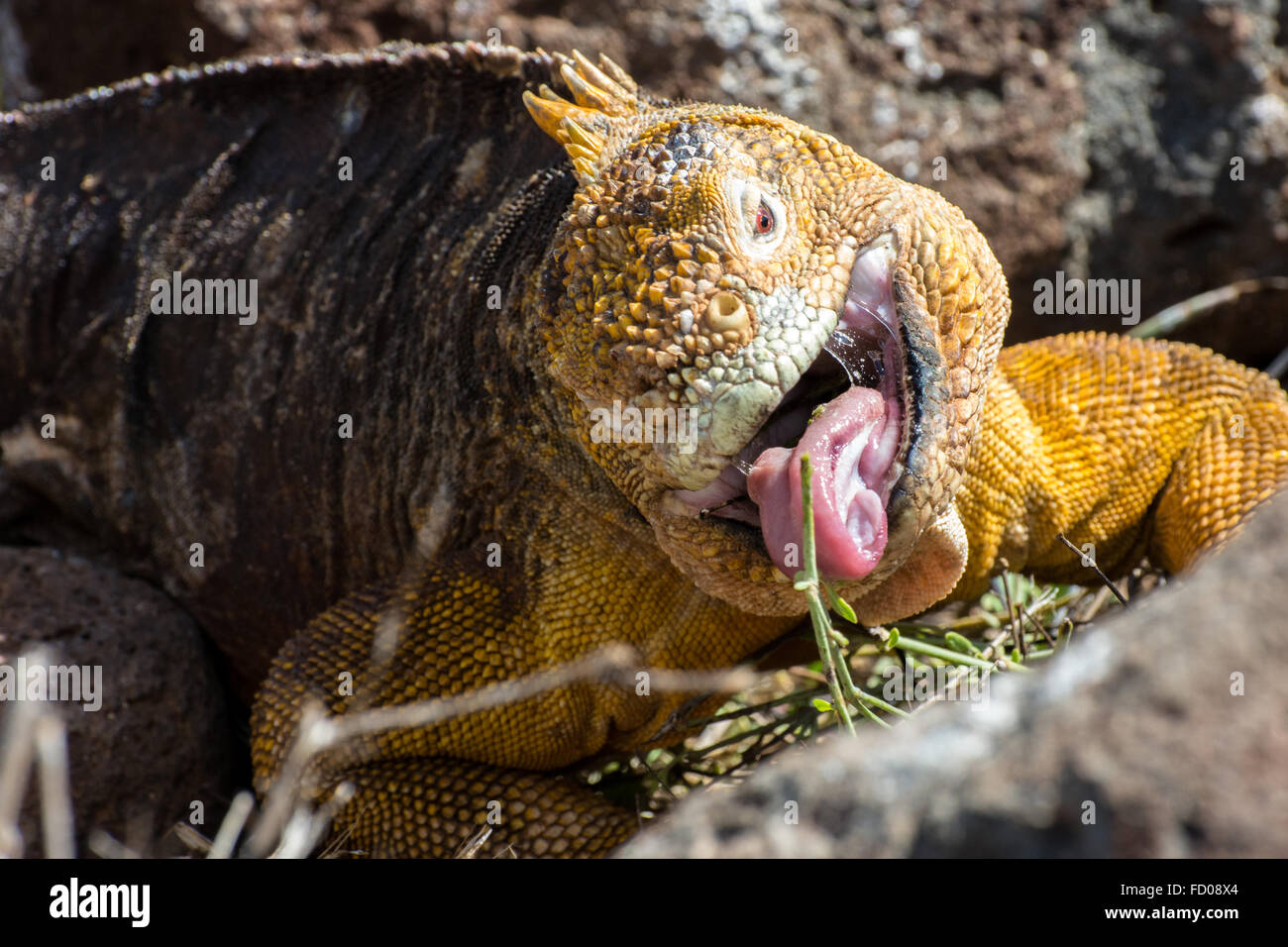 Una terra Galapagos iguana (Conolophus subcristatus) da Galapagos spuntini su alcuni vegetazione. Foto Stock