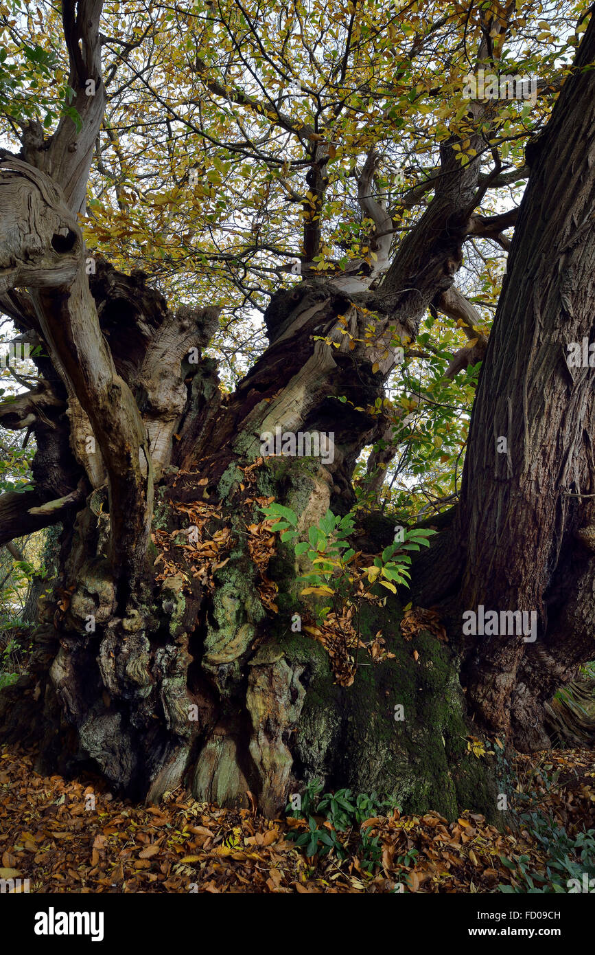 Il Tortworth Castagno - Castanea sativa oltre 800 anni designato uno dei cinquanta grandi alberi britannico Foto Stock