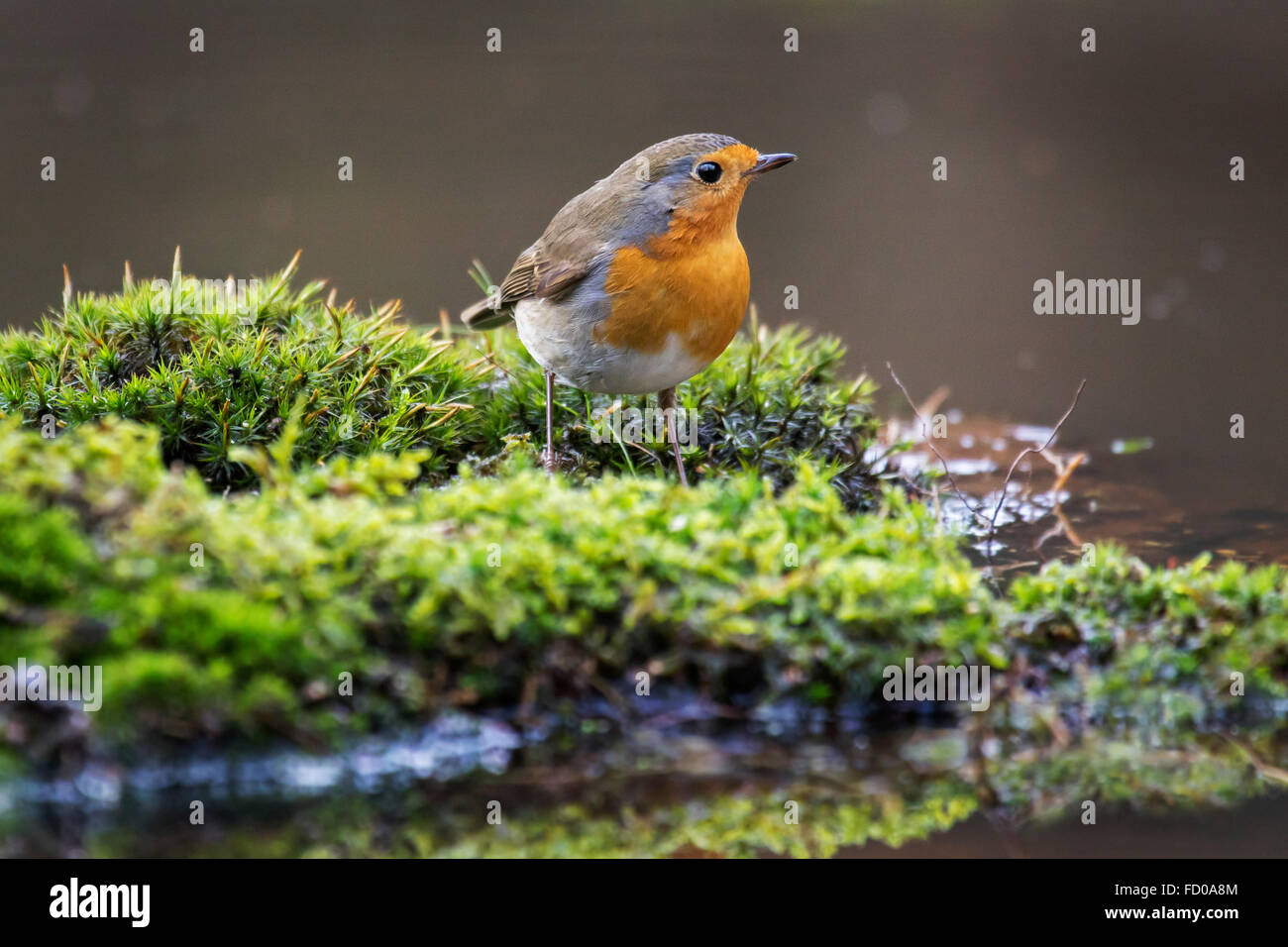 Unione robin (Erithacus rubecula) seduto sul bordo d'acqua Foto Stock