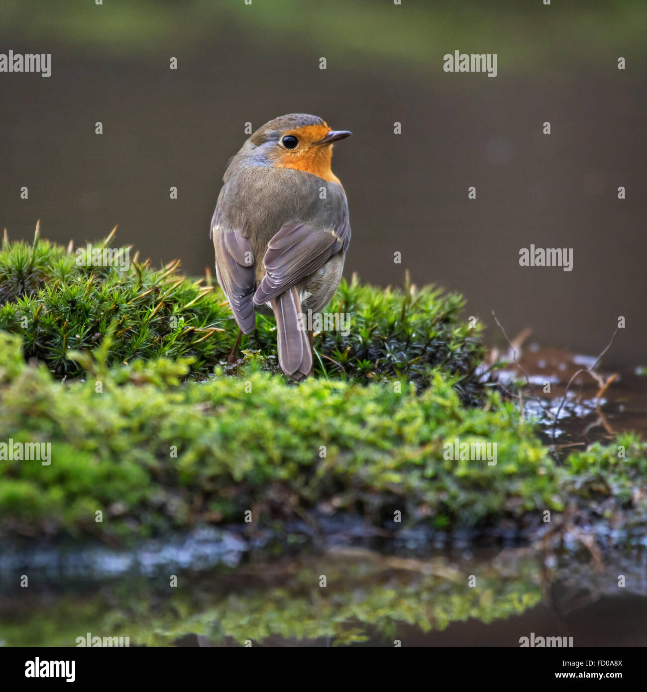 Unione robin (Erithacus rubecula) seduto sul bordo d'acqua Foto Stock