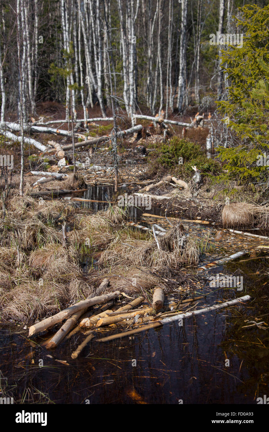 Abbattuti gli alberi di betulla da Eurasian beaver / castoro europeo (Castor fiber) Foto Stock