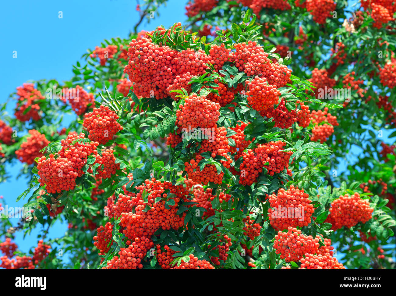 I grappoli di un maturo di cenere di montagna tra il verde delle foglie contro il cielo blu. Red rowan. Foto Stock