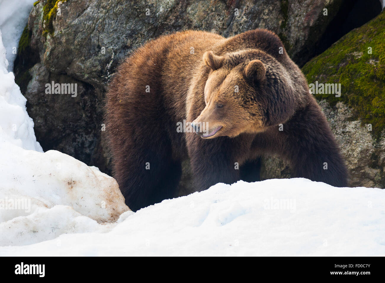 Europeo femminile l'orso bruno (Ursus arctos arctos) wolking nel bosco, parco nazionale della Foresta Bavarese, Germania. Foto Stock