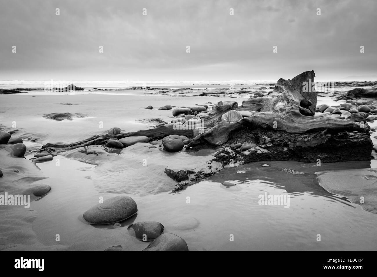 La foresta sommersa a Borth, Ceredigion. Foto Stock