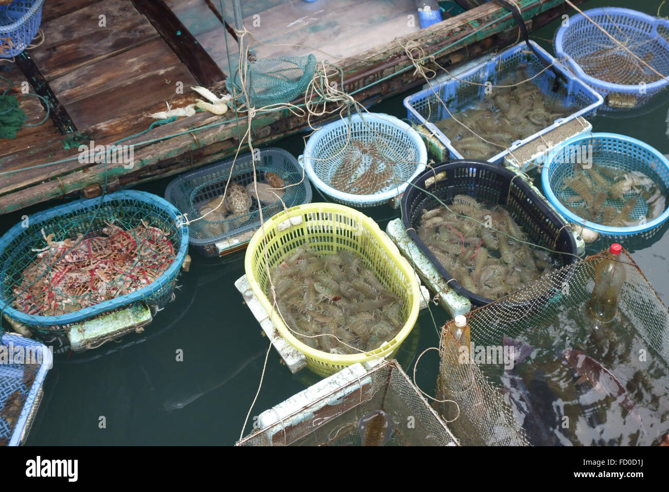 Cestelli di contenimento di diversi tipi di pesce e frutti di mare in vendita collegato a una piccola barca nella baia di Halong, Vietnam Foto Stock
